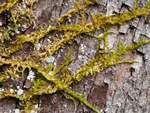 Common Haircap Moss, Polytrichum commune